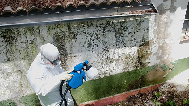 Trusted Mold Inspection service in Mesa, AZ - Cheap Mold Removal